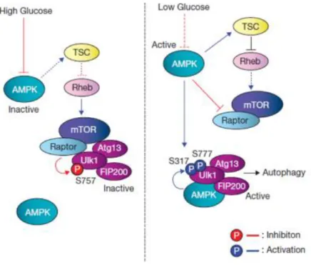 Figure  1.5  Model  of  ULK1  regulation  by  AMPK  and  mTORC1  in  response  to  glucose  signals