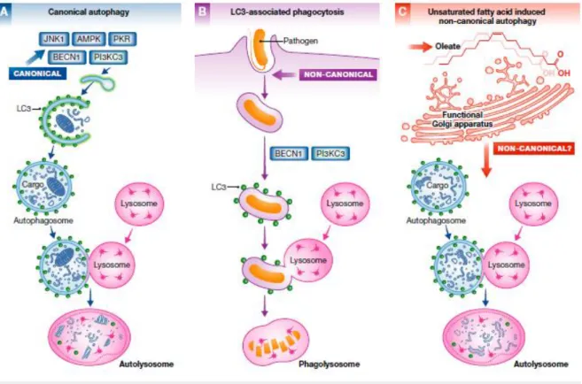 Figure  1.7  Canonical  and  non-canonical  autophagy  pathways.  Canonical  autophagic  pathway  (A)  involves  different  components than the LC3-associated phagocytosis pathway (B) and the oleate-induced non-canonical autophagic pathway (C)