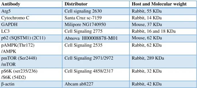 Table 3.1 Primary antibodies. 