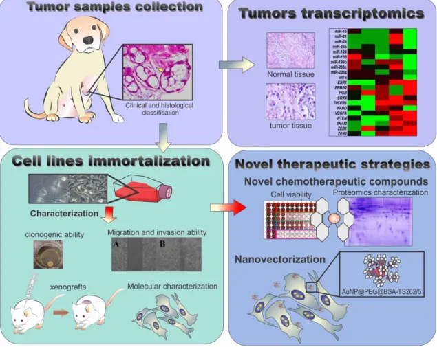 Figure  I.1  – Work  plan  highlighting  major  scopes  of  this  thesis.  CMTs  will  collected  and  processed  for  i) immunohistopathology characterization ii) spontaneous immortalization of CMT cell lines iii) CMT transcriptomics