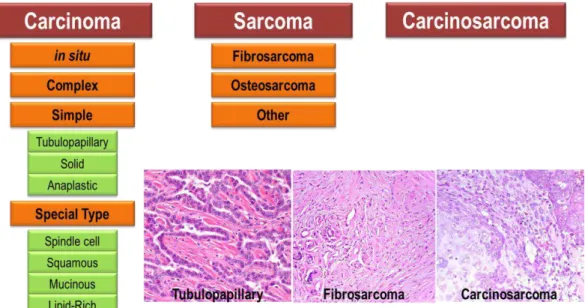 Figure I.2 – Classification of CMTs according to the 1999 WHO guidelines. Carcinomas are classified as  in  situ  (non-infiltrating),  complex  (with  involvement  of  myoepithelial  cells),  simple  and  mixed  (with  involvement  of  mesenchymal  cells)