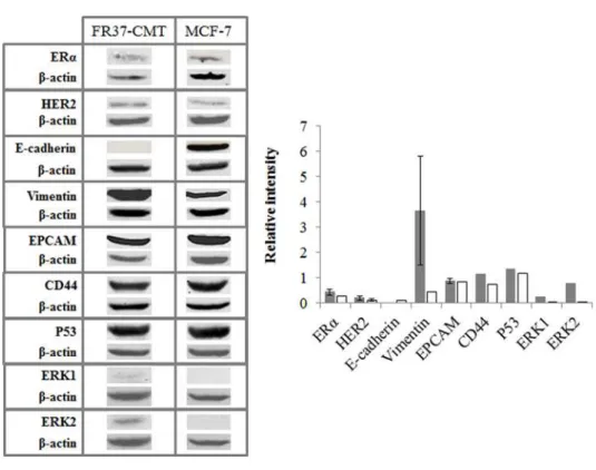 Figure II.12 - Proteins expressed in FR37-CMT and MCF-7 cell lines. A- Representative images of western  blot results