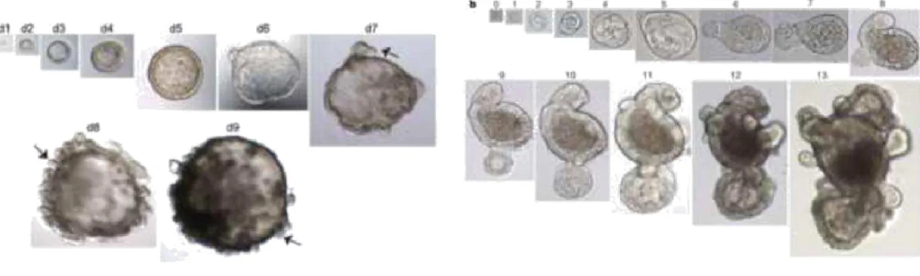 Figure 1. 7 Representative images of intestinal and antral organoids.On the left is a representative example of a unique  growing antral organoid derived from a single lgr5 +  stem cell