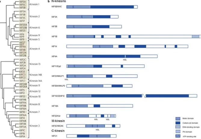 Figure 1.1: The structure and phylogeny of major KIFs. a) A phylogenetic tree of major KIFs, which are classified  into 15 families; b) The functional and structural domains of major KIFs