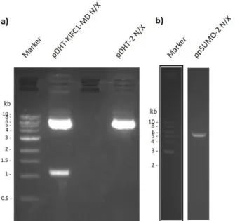 Figure 3.1: Agarose gels containing the restricted DNA from a) pDHT-KIFC1-MD plasmid and pDHT-2 vector  and b) ppSUMO-2 vector