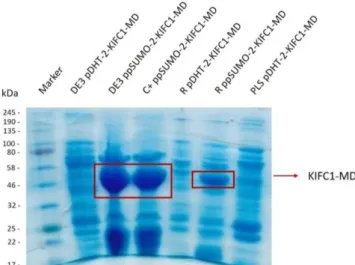 Figure 3.3: SDS-PAGE gel with small-scale expression/purification samples. The marker proteins molecular  sizes are indicated on the left