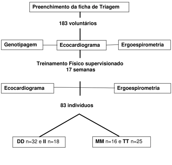 Figura 1. Seqüência experimental do estudo. 