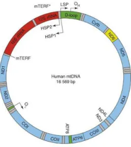 Figura 1 Organização dos 37 genes mitocondriais em humanos. OH e OL – origem de replicação  da fita pesada e leve, respectivamente
