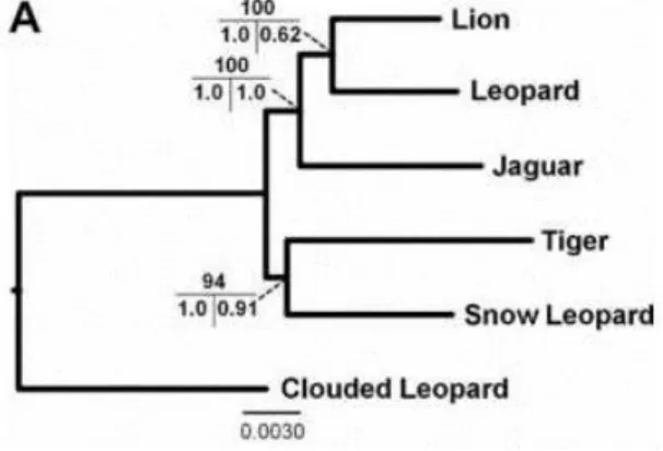 Figura 3 - Filogenia atualmente aceita do gênero Panthera. Topologia obtida através do método  de Maximum likelihood