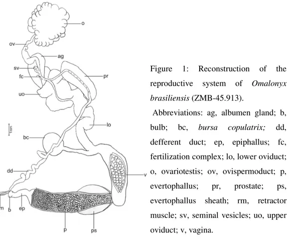 Figure  1:  Reconstruction  of  the  reproductive  system  of  Omalonyx  brasiliensis (ZMB-45.913)