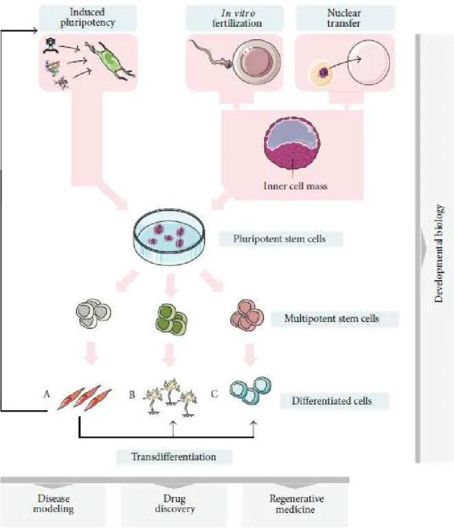 Figure  1.2:  Stem  cell  sources,  pluripotency  potential  and  generation  of  iPSCs