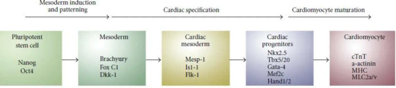 Figure  1.3:  Schematic  representation  depicting  sequential  steps  required  for  obtaining  PSC- PSC-derived  cardiomyocytes