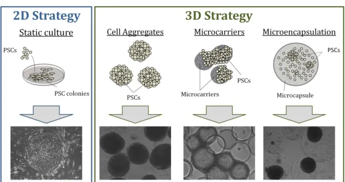 Figure 1.5: 2D and 3D strategies for cultivation of PSCs (adapted from [15]). 