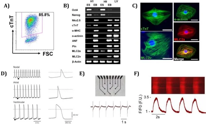Figure 1.7: Basic characterization of PSC-derived cardiomyocytes. A) Flow cytometry provides a  quantitative  method  to  evaluate  relative  yield  and  purity  of  cardiomyocytes