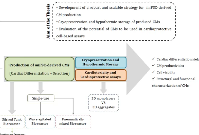 Figure 2.1: Thesis rational. Aim of the thesis, strategies outlined and major readouts obtained