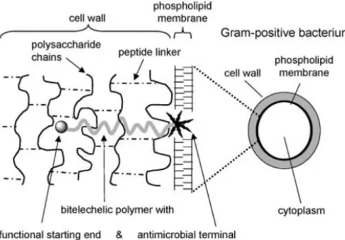 Figure 1.3 One proposed interaction between an antimicrobial polymer and a Gram-positive bacterium