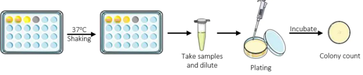 Figure  1.13  Schematic  representation  of  the  methodology  used  to  evaluate  the  antimicrobial  activity  of  samples