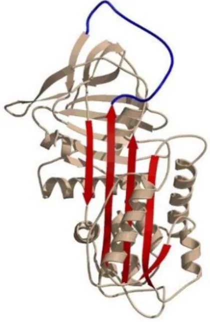 Figure  1.1.  Conserved  SERPIN  three-dimensional  structure .  Archetypical  SERPIN  structure  with   reactive  center  loop  highlighted  in  blue,  and functional  domain  “shutter” 