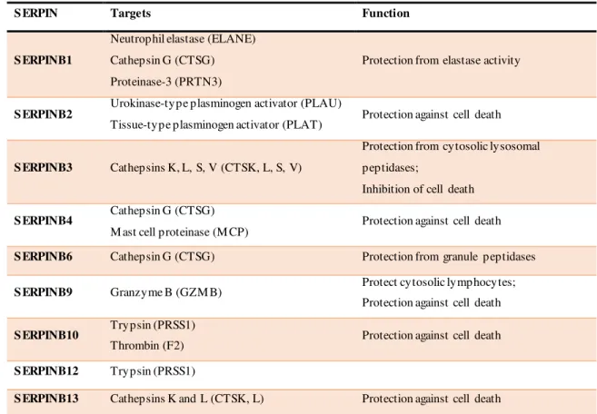 Table  1.3. Clade  B SERRPINs  with  known  roles in lung function [Adapted from (Askew &amp; Silverman  2008)].