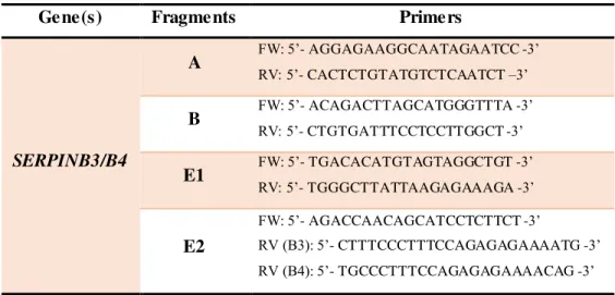 Figure  2.1.  Schematic  representation  of  SERPINB3/SERPINB4  amplification.  Location  of  SERPINB3 (B3)  and SERPINB4 (B4)  genes in chromosome 18  is shown on top (marked  as red)