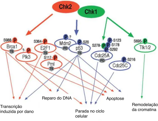 Figura  1  -  Chk1  e  Chk2  como  mediadores  da  sinalização  pós  dano  no  DNA.  Após  sua  ativação,  Chk1  e  Chk2  fosforilam  unicamente  (vermelho  e  verde)  e  em  comum  (azul),  efetoras  que  propagam  a  sinalização  de  ponto  de  checagem