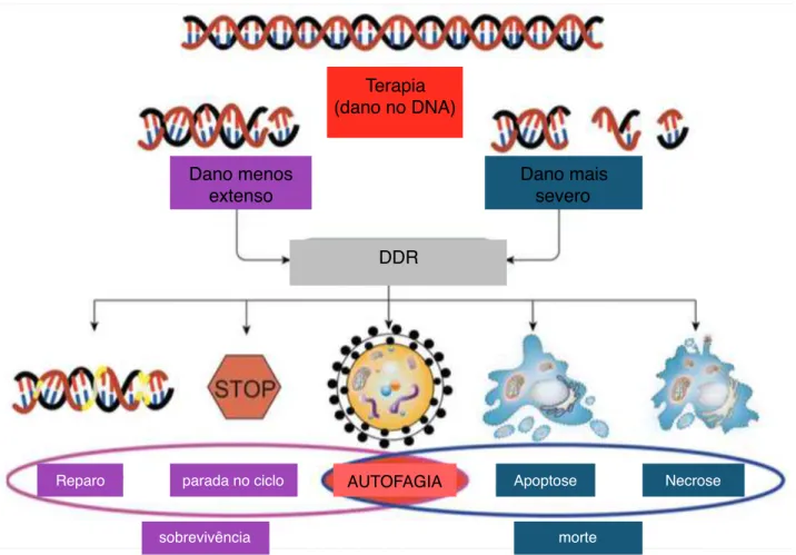 Figura 2 - Efeitos da resposta ao dano no DNA no desfecho celular. Dependendo da extensão do dano,  o  desfecho  celular  é  determinado  pela  resposta  do  dano