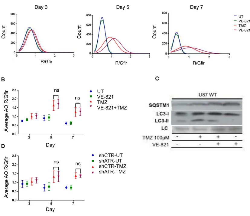 Figure  3:  TMZ  increases  levels  of  autophagy  and  VE-821  treatment  leads  to  an  accumulation  of  SQSTM1 protein