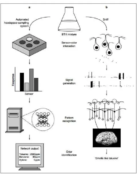 Figure  1.2.   Basic  analogies  between  artificial  and  biological  olfaction.  Volatiles  from  a  BTX  (benzene–