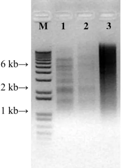 Figura 1 – Análise de restrição de DNA de Eucalyptus grandis com a enzima EcoRI. M 
