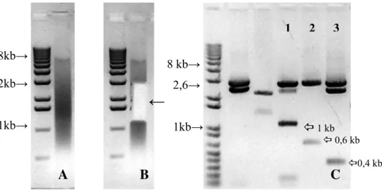 Figura 2 - A, cpDNA fragmentado; B, seleção de fragmentos de cpDNA com  tamanho entre 1,0  e 2,0 kb, através de excisão da região indicada no gel ( ←); C,  resultado da digestão dos clones 1, 2 e 3 da biblioteca EGCPEQ01 com as enzimas  de restrição SmaI e