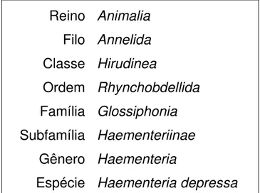 Figura 07. Classificação sistemática da sanguessuga Haementeria depressa   Fonte: Ruppert, 1996