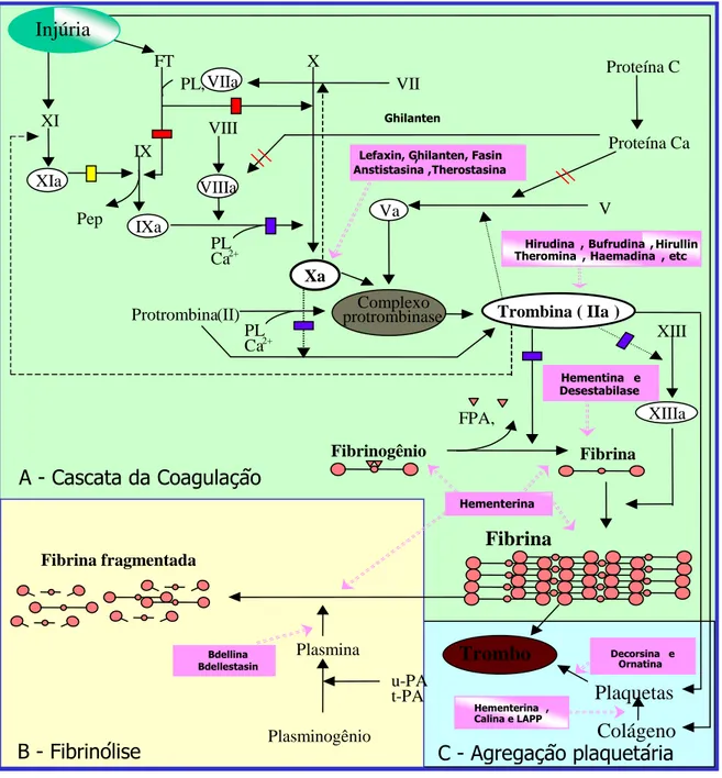 Figura 8. Moléculas provenientes de sanguessugas e sua ação no sistema Hemostático      Fonte: Adaptado de Faria, 2004.