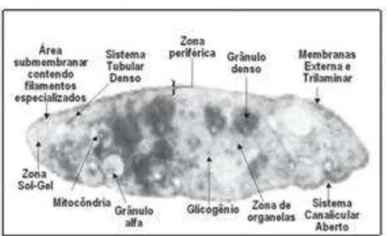 Figura 3. Plaqueta: Zonas e principais estruturas. 