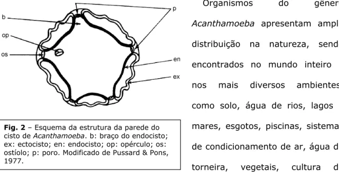 Fig. 2 – Esquema da estrutura da parede do  cisto de Acanthamoeba. b: braço do endocisto; 