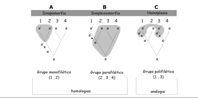 Fig. 6 – Árvores exemplificando grupos mono, para e polifiléticos, e o tipo de características  que os definem