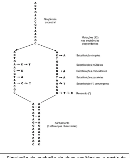 Fig. 7 – Simulação da evolução de duas seqüências a partir de um ancestral, mostrando todas as mutações ocorridas entre a divergência e o tempo atual e os nomes dos tipos de substituição envolvidos
