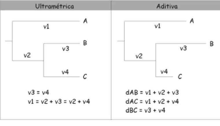 Fig. 8 – Exemplos de árvore ultramétrica e aditiva e suas propriedades. Modificado de Li &amp; 