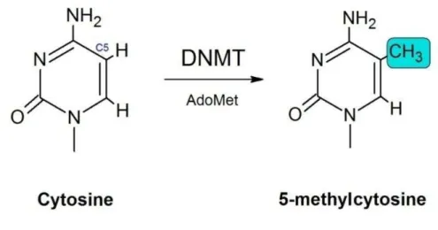 Figure  1:  Structures  of  cytosine  before  and  after  the  transfer  of  a  methyl  group  from  the  cofactor  AdoMet, catalyzed by DNA methyltransferases