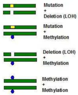 Fig.  2:  Genetic  and  epigenetic  events  that  can  block  the  expression  of  tumor  suppressor  genes  in  cancer