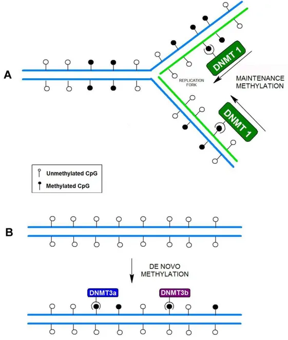 Fig.  4:  Maintenance  versus  de  novo  methylation.  (A)  After  semiconservative  DNA  replication,  the  daughter  strand  is  base-paired  with  one  of  the  methylated  parental  strand