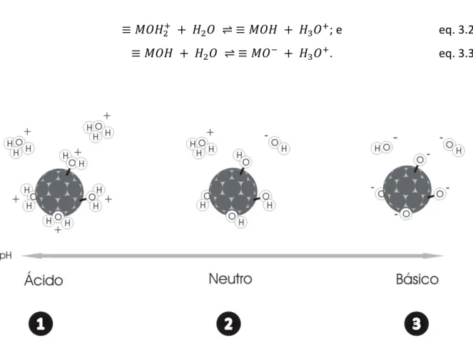 Fig.  3.1:  Carga  estrutural.  Em  pHs  ácidos  (1)  ou  básicos  (3),  o  equilíbrio  químico  é  deslocado para a formação de sítios protonados e desprotonados respectivamente