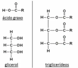 Figura 1- Representação da estrutura química de óleos vegetais. 6