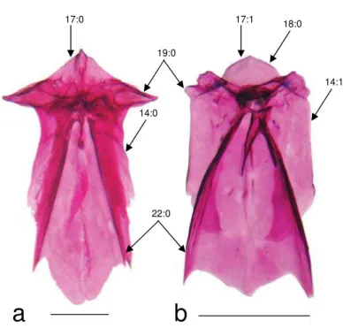 Fig. 6. Mesethmoid bone of (a)  Rhoadsia altipinna FMNH 79077, ca. 60.0 mm SL  (scale bar = 2 mm) and (b) Odontostilbe fugitiva INPA 18465, ca