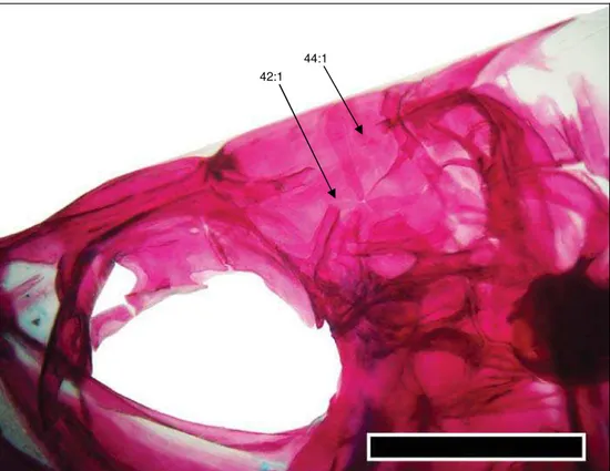 Fig. 13. Cranium of Macropsobrycon uruguayanae MCP 11939, 31.8 mm SL (scale bar 