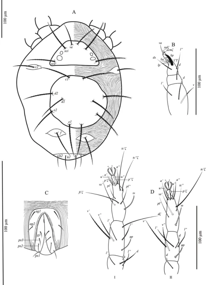 FIGURE 2. Agistemus brasiliensis Matioli, Ueckermann and Oliveira, 2002 (female). A, dorsum; B, palp; C, anogenital region  ventrally; D, legs I and II in dorsal view.