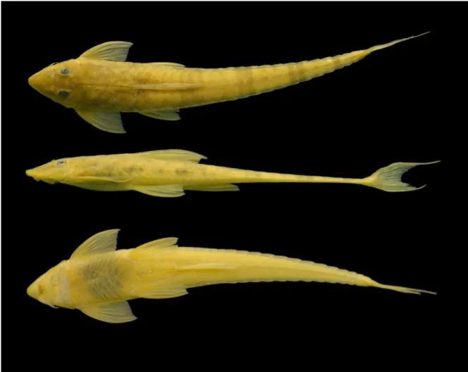 Fig. 8 Dorsal, lateral, and ventral views of Rineloricaria wolfei, MUSM 17682, 112.1 mm  SL, female, Peru, Loreto State, Nauta, río Marañón at mouth of río Yanayacu,  4°38'39&#34;S  73°47'9&#34;W