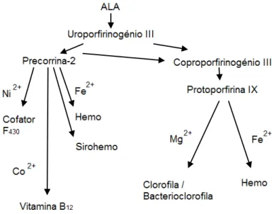 Figura  1.6  –   Via  geral  de  biossíntese  de  tetrapirroles  modificados  que  demonstra  a  elevada  diversidade de produtos formados