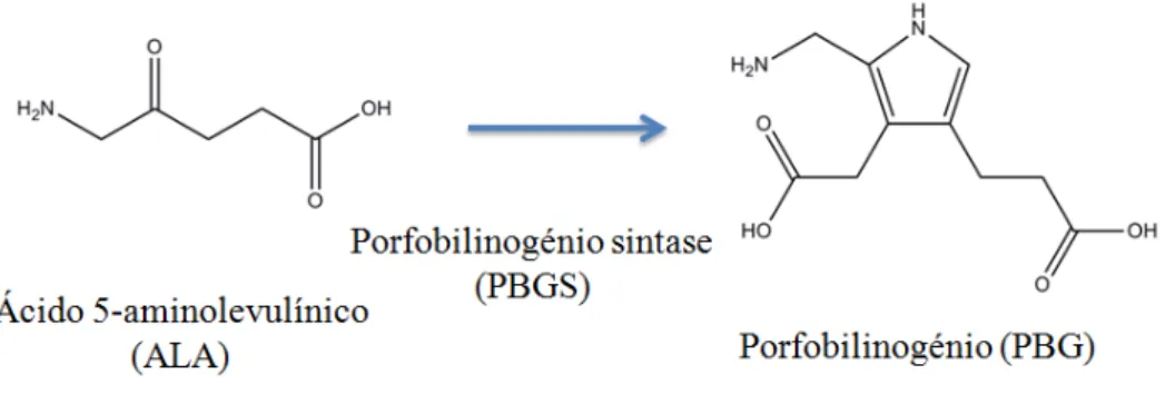 Figura  1.7  –  Formação  de  porfobilinogénio  a  partir  de  ácido  5-aminolevulínico  por  ação  da  porfobilinogénio sintase
