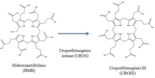 Figura  1.9  –  Formação  de  uroporfirinogénio  III  a  partir  de  hidroximetilbilano  por  ação  da  uroporfirinogénio sintase