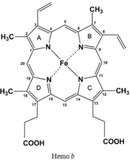 Figura 1.10 - Estrutura química do hemo b, um dos hemos mais comuns na natureza. 